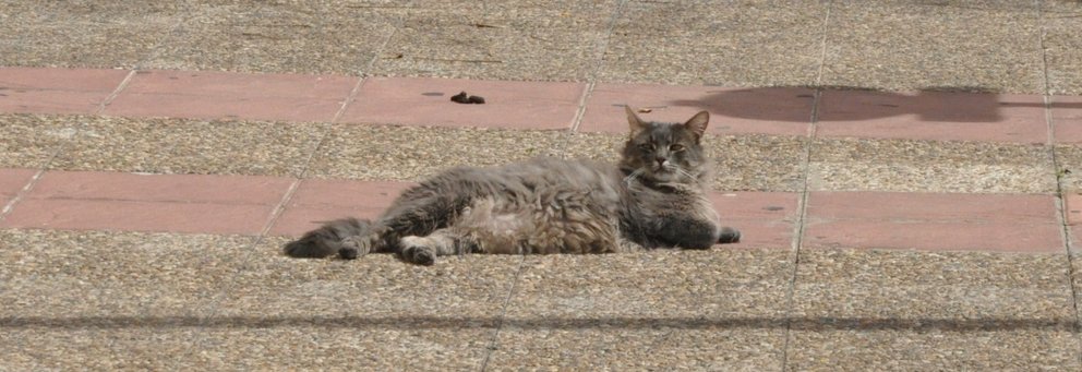 gato al sol covid19