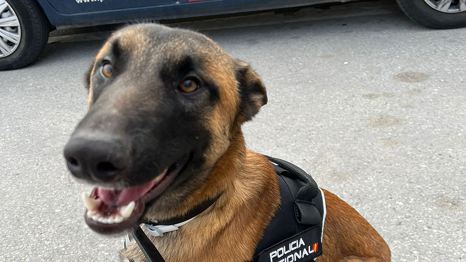 Brull, el nuevo perro policía de la Unidad Canina