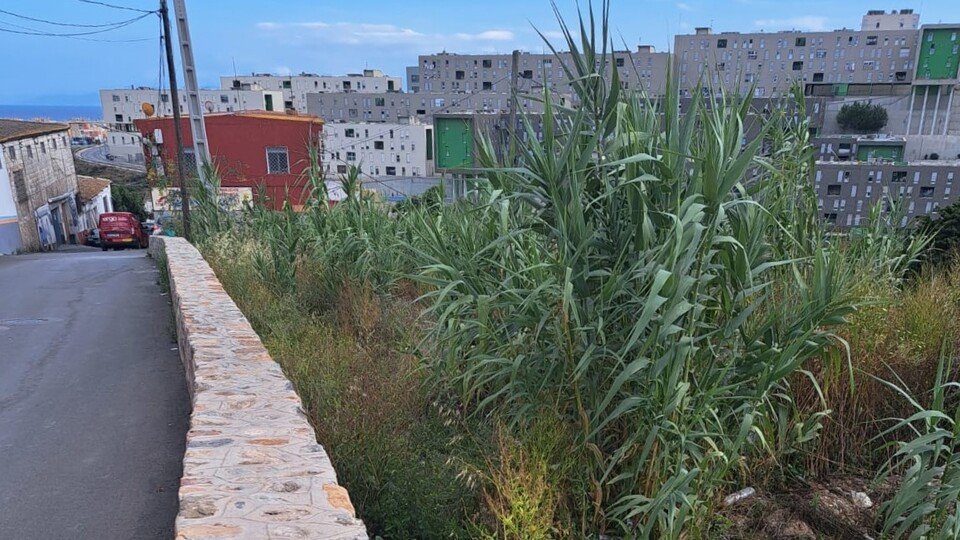 El barranco de Sidi Embarek, repleto de maleza y de hierba seca