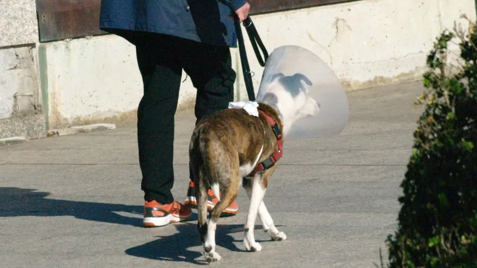 perro isabelino