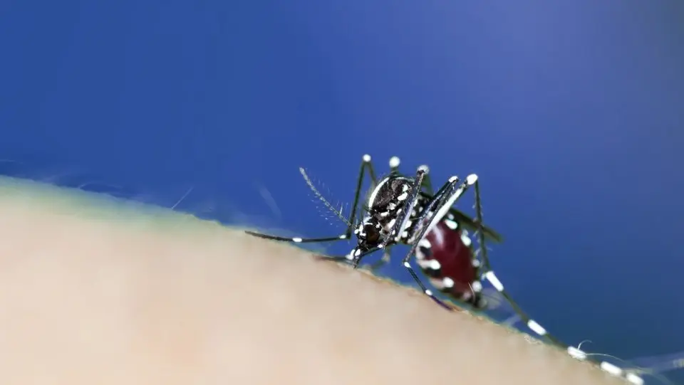 Mosquito tigre