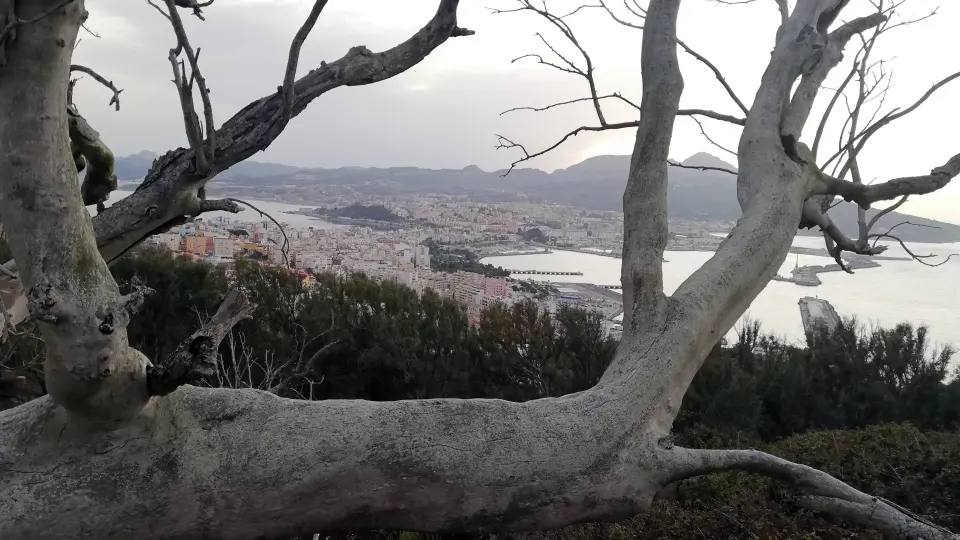 vista ceuta &aacute;rbol
