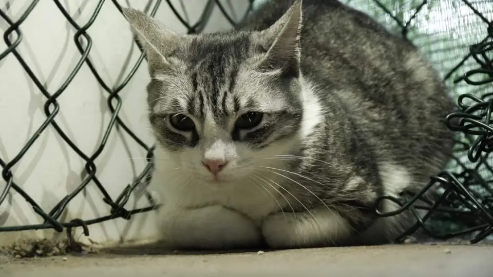 gato luna opinion
