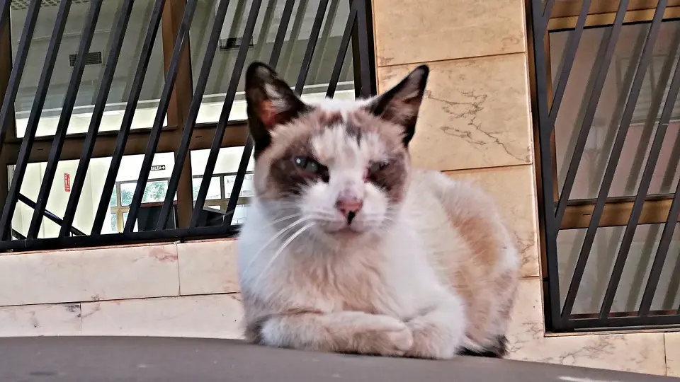 gato callejero