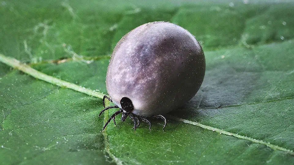 Garrapata causante de la enfermedad de Lyme