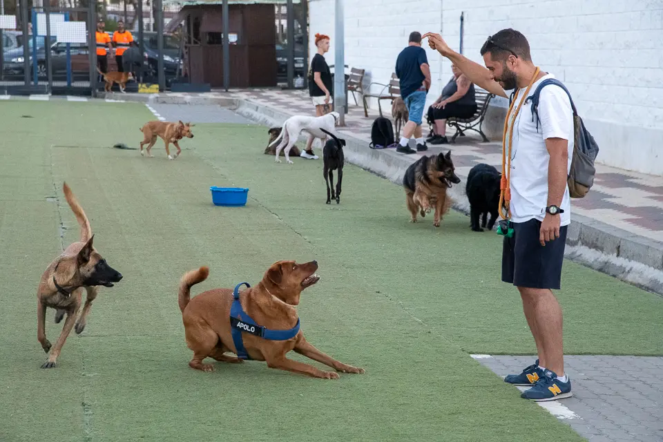 Parque de perros-7