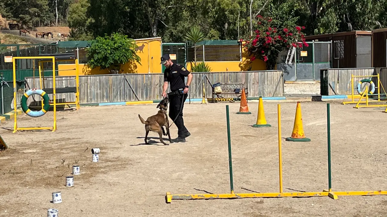 Los perros del Cuerpo Nacional de Polic&iacute;a, L&uacute;a, Bruno, Babos y Avispa, muestran sus habilidades en una exhibici&oacute;n.