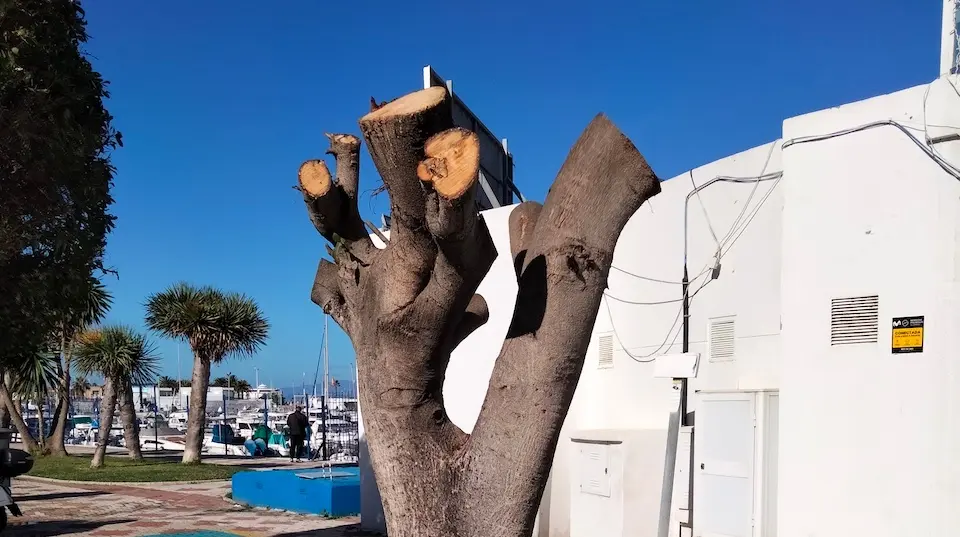 Un &aacute;rbol del Puerto Deportivo / Daubma