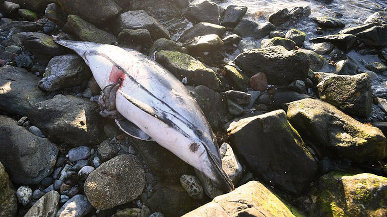 Delfín muerto varado en la costa de Benzú