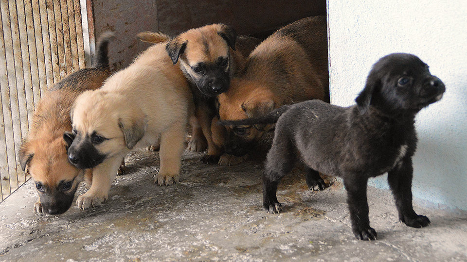 Varios cachorros, en las instalaciones de la Protectora de animales