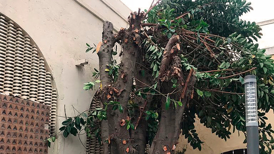 Ficus de la Puerta Califal