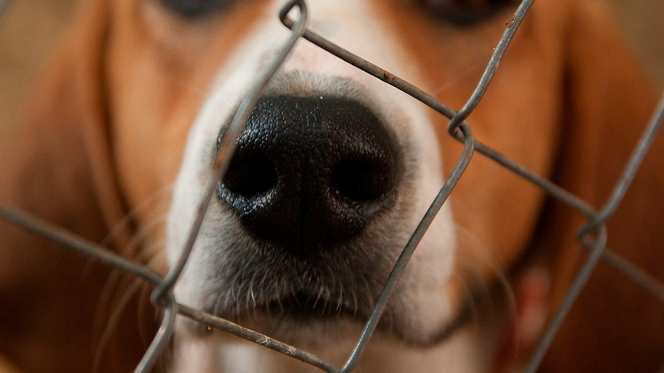 perro beagle perrera jaula