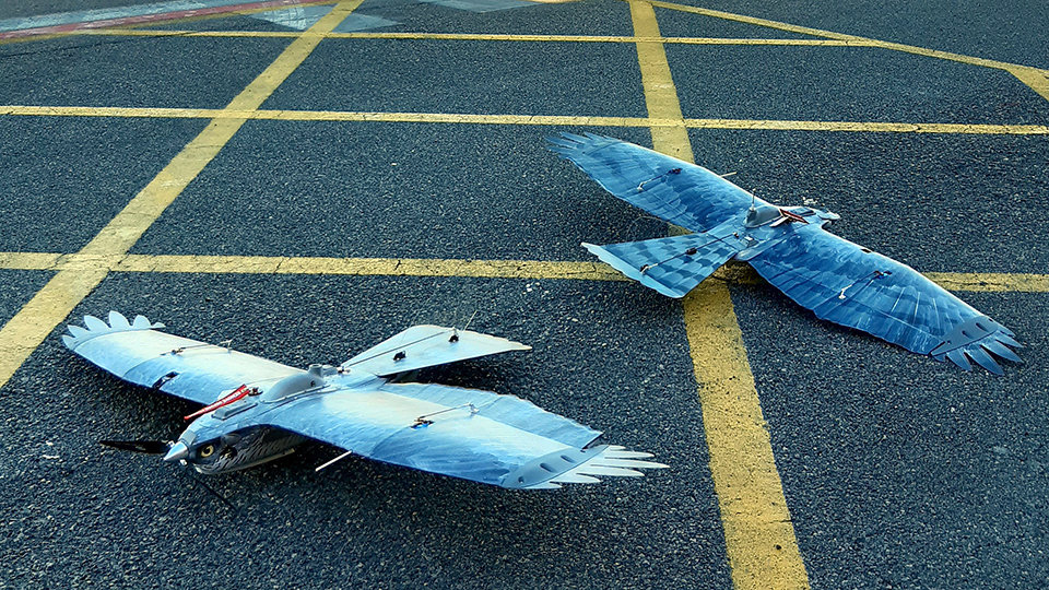 Drones con apariuencia de ave rapaz para vigilar la fauna en el Helipuerto