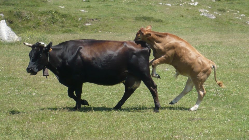 Dos vacas juegan libremente en un campo de Asturias