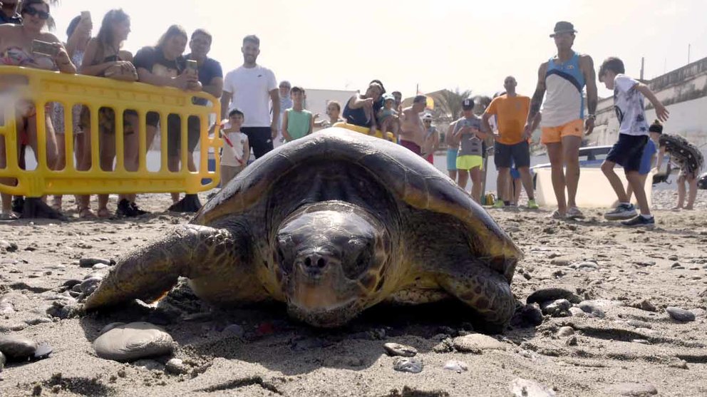 Una de las tortugas que CECAM ha devuelto al mar