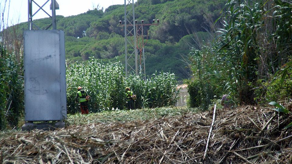 Tala de árboles en Calamocarro. Foto Septem Nostra