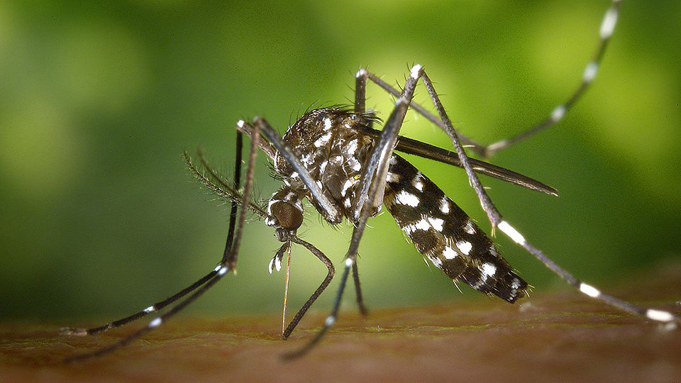 Mosquito Aedes-albopictus