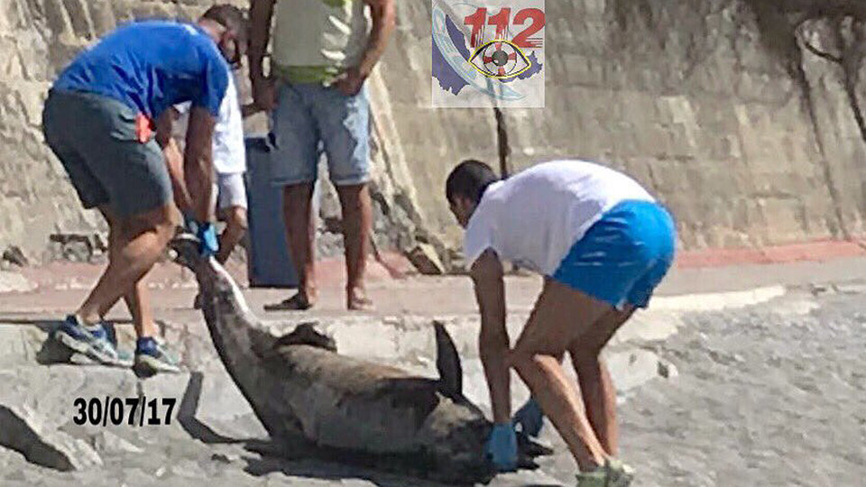 Operarios retiran el cuerpo del delfin varado