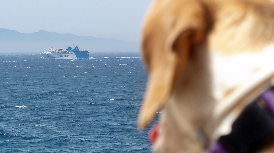perro ferry balearia
