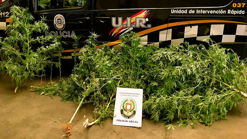 Intervencion de la UIR de un cargamento de marihuana