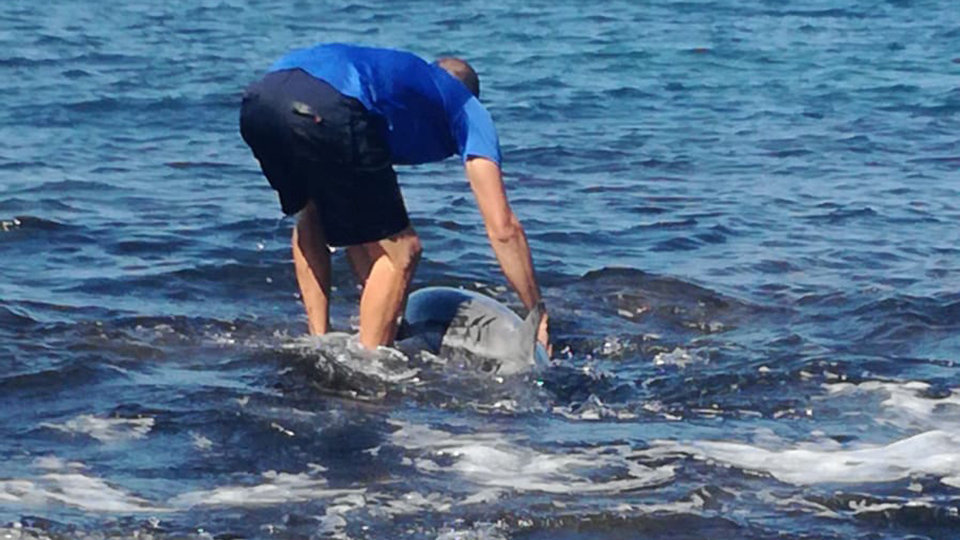 Delfin varado en la playa de Calamocarro