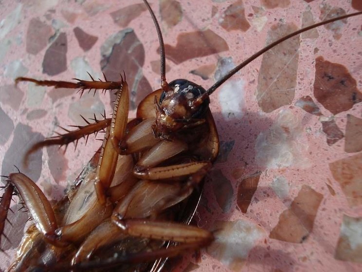 Las cucarachas, un enemigo natural de la especie humana