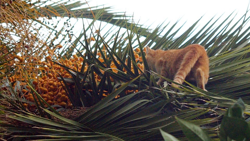gato palmera