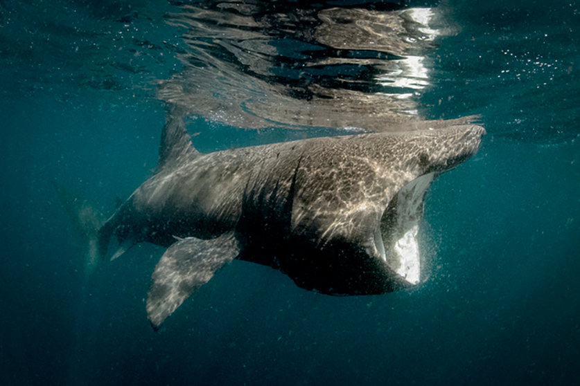 tiburon-peregrino-se-deja-ver-en-aguas-de-espana