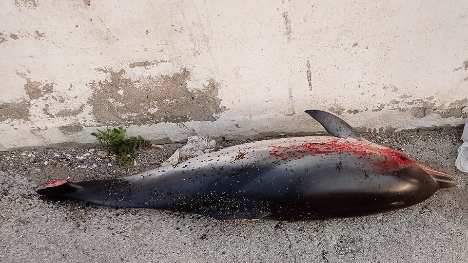 Delfin mutilado