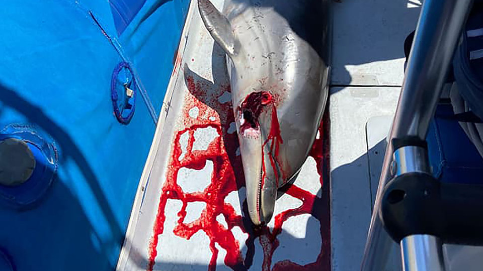Delfín asesinado y rescatado por CECAM