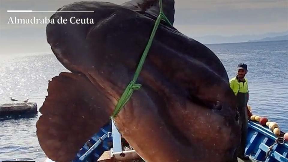 Pez luna de tamaño descomunal capturado en Ceuta