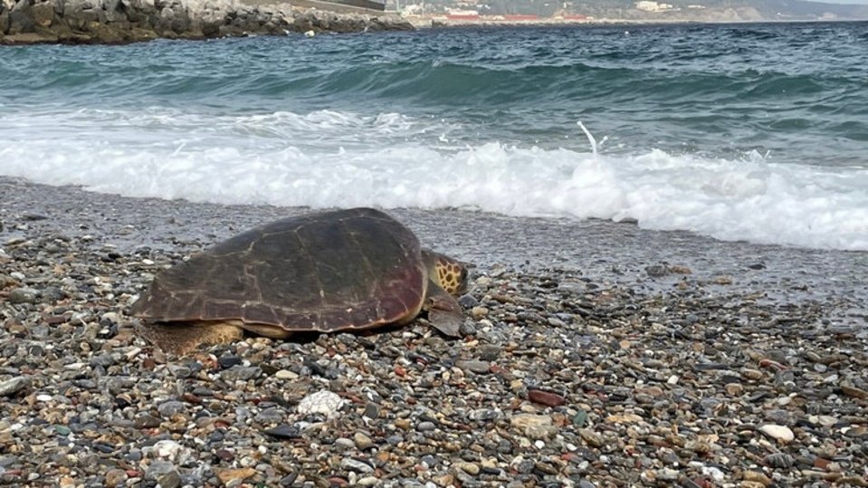 Una tortuga marina, instantes posteriores a ser liberada