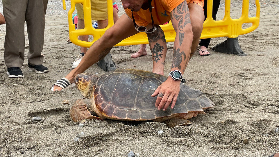 Una tortuga marina, instantes posteriores a ser liberada