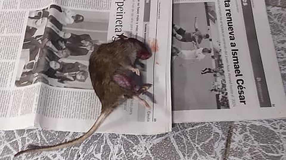 Una rata en un domicilio de San Amaro