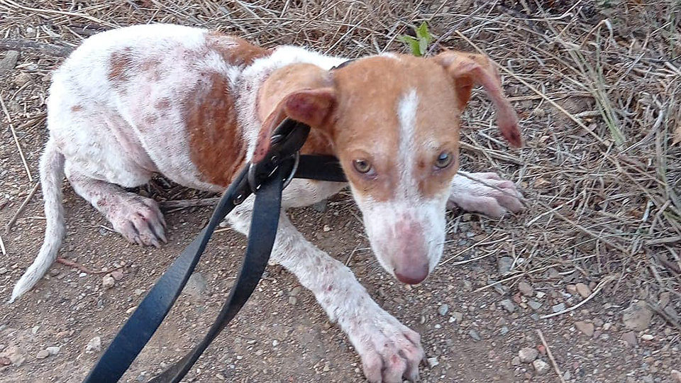 Cachorro d epero de caza abandonado en La Lastra