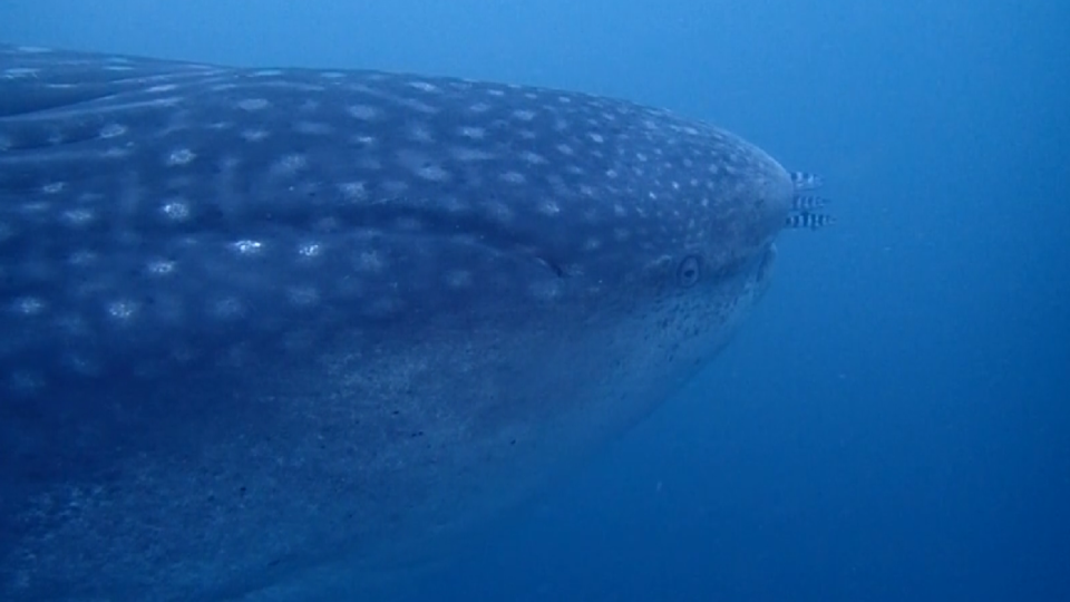 Ejemplar de tiburón ballena filmado por CECAM