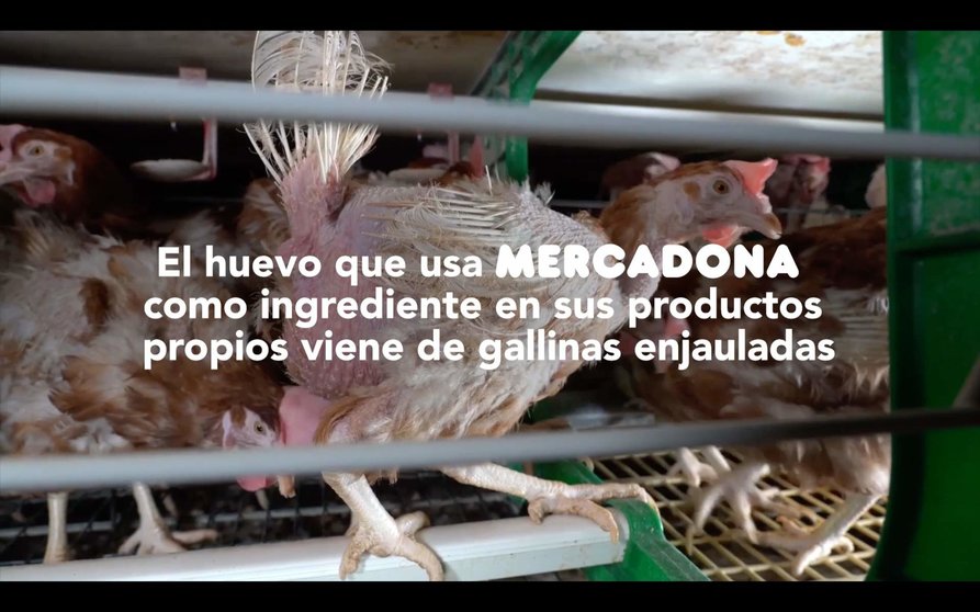 Equalia ONG denuncia la venta de huevos de gallinas hacinadas