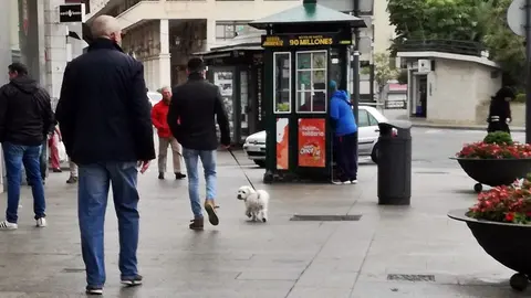 perro mascota calle