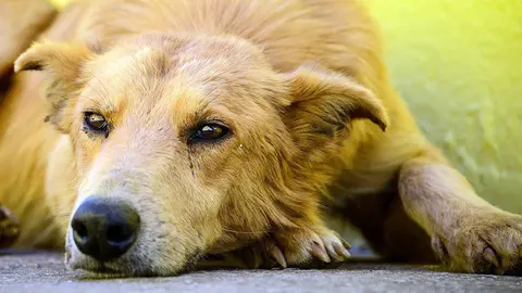 Un perro, recostado