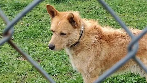 perro recurso caza