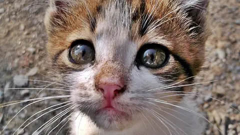 gato