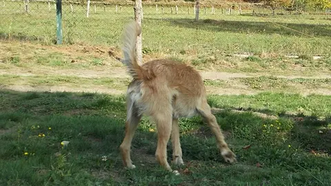 perro campo