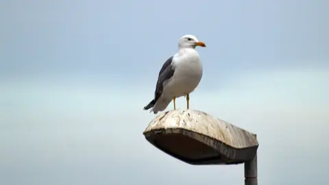 gaviota