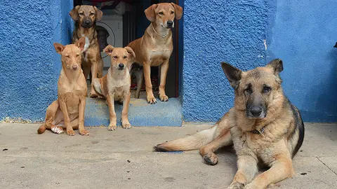 Varios perros, en las instalaciones de la Protectora