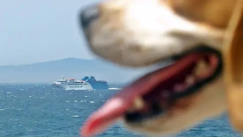 perro ferry