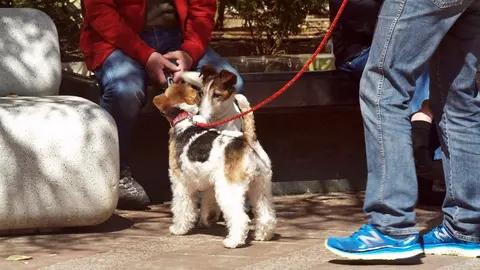 perros mascotas