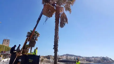palmeras_1