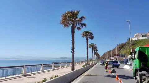 palmeras_3