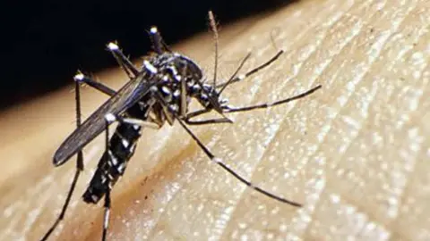 Mosquito tigre