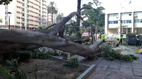 &aacute;rbol ca&iacute;do